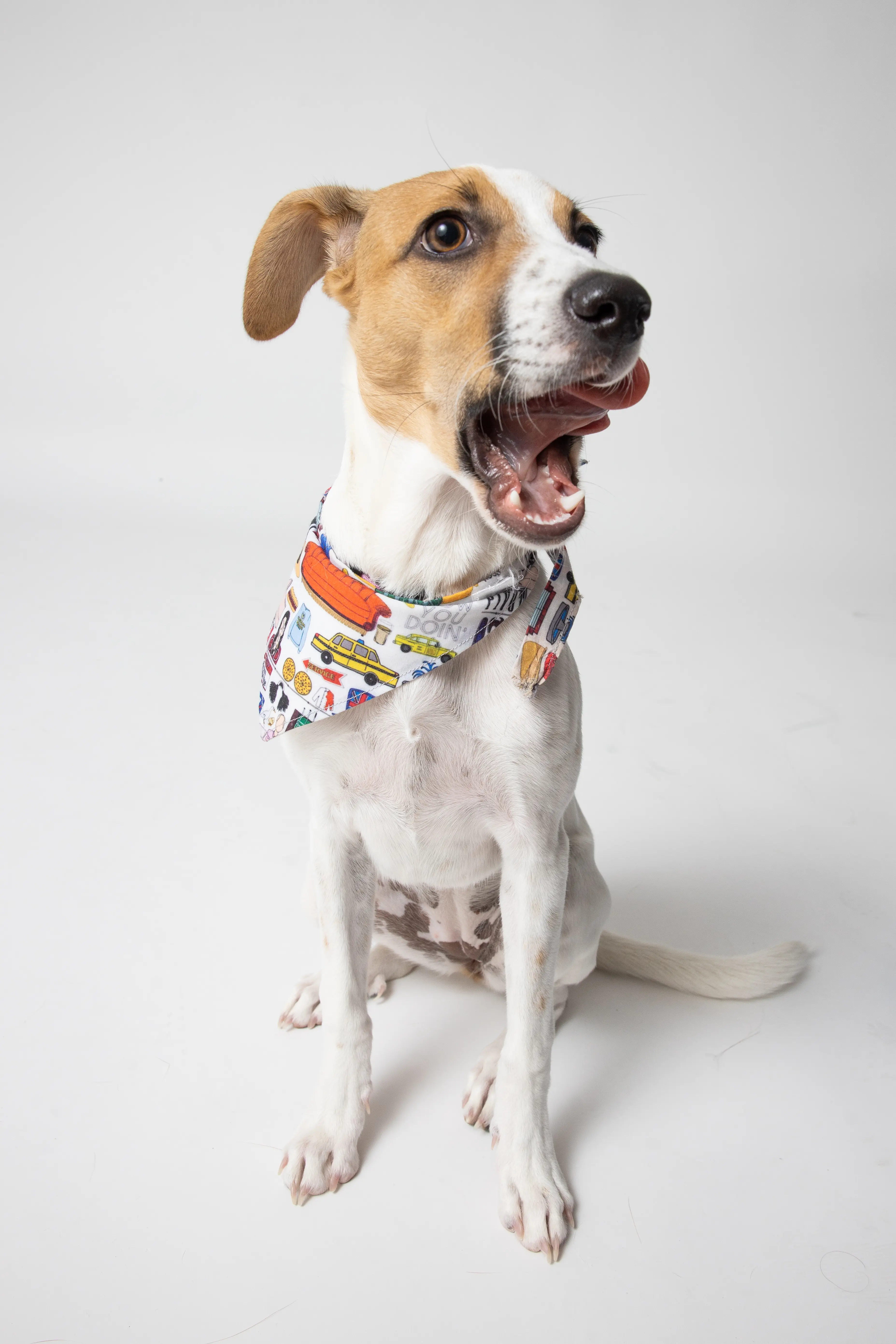 Happy dog wearing a colourful bandana