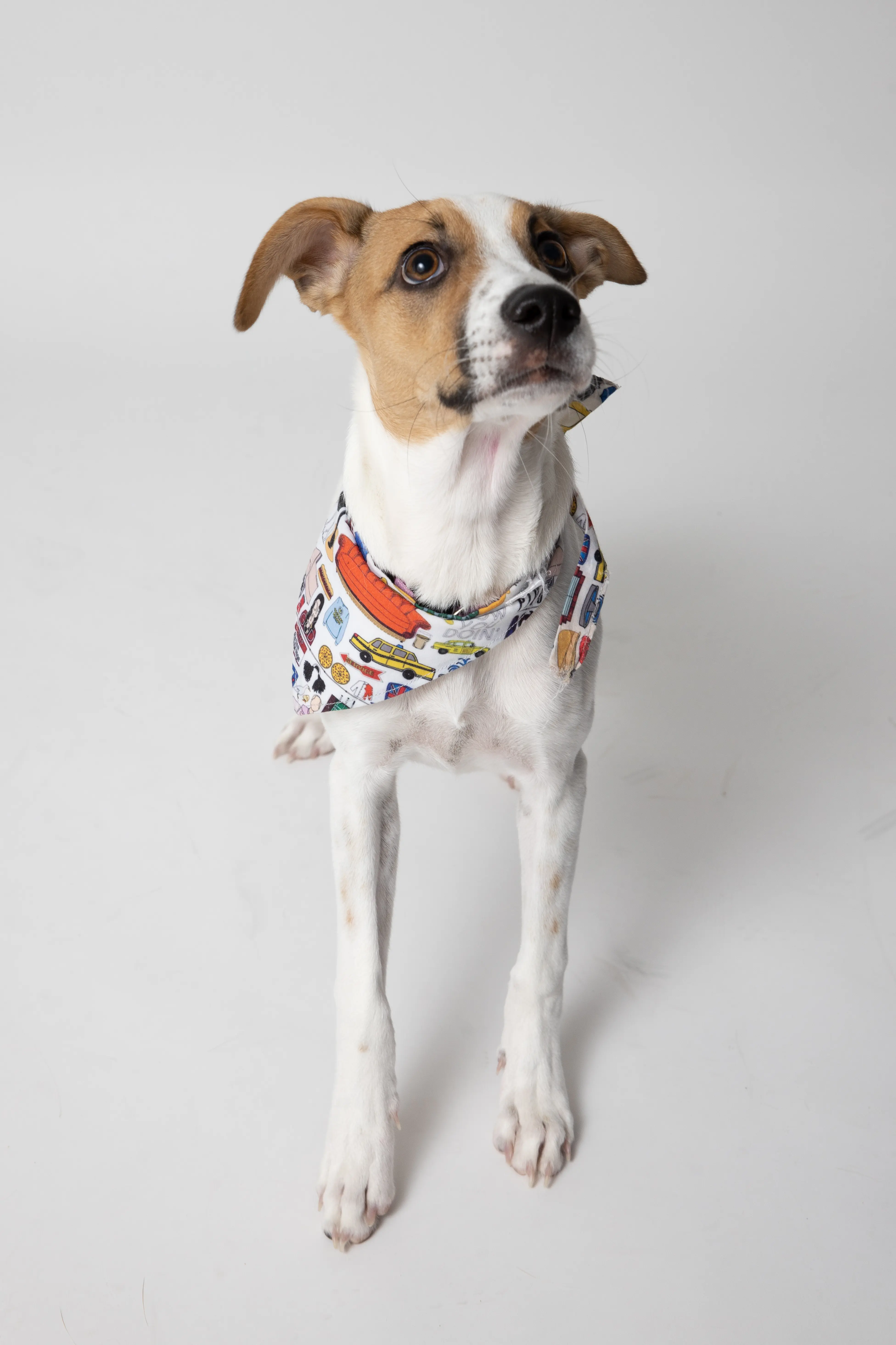 Buddy the dog