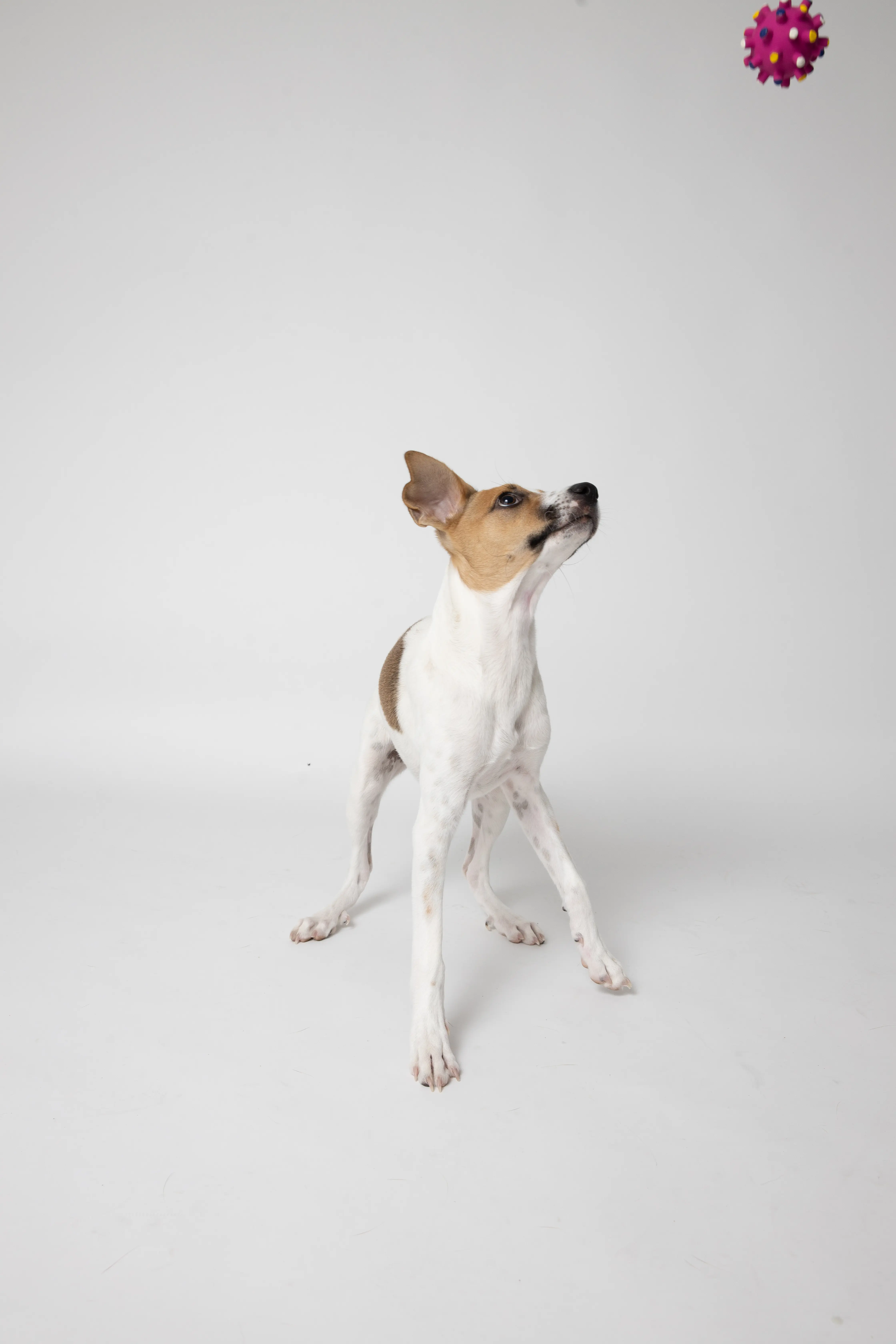 Dog watching a toy in the air