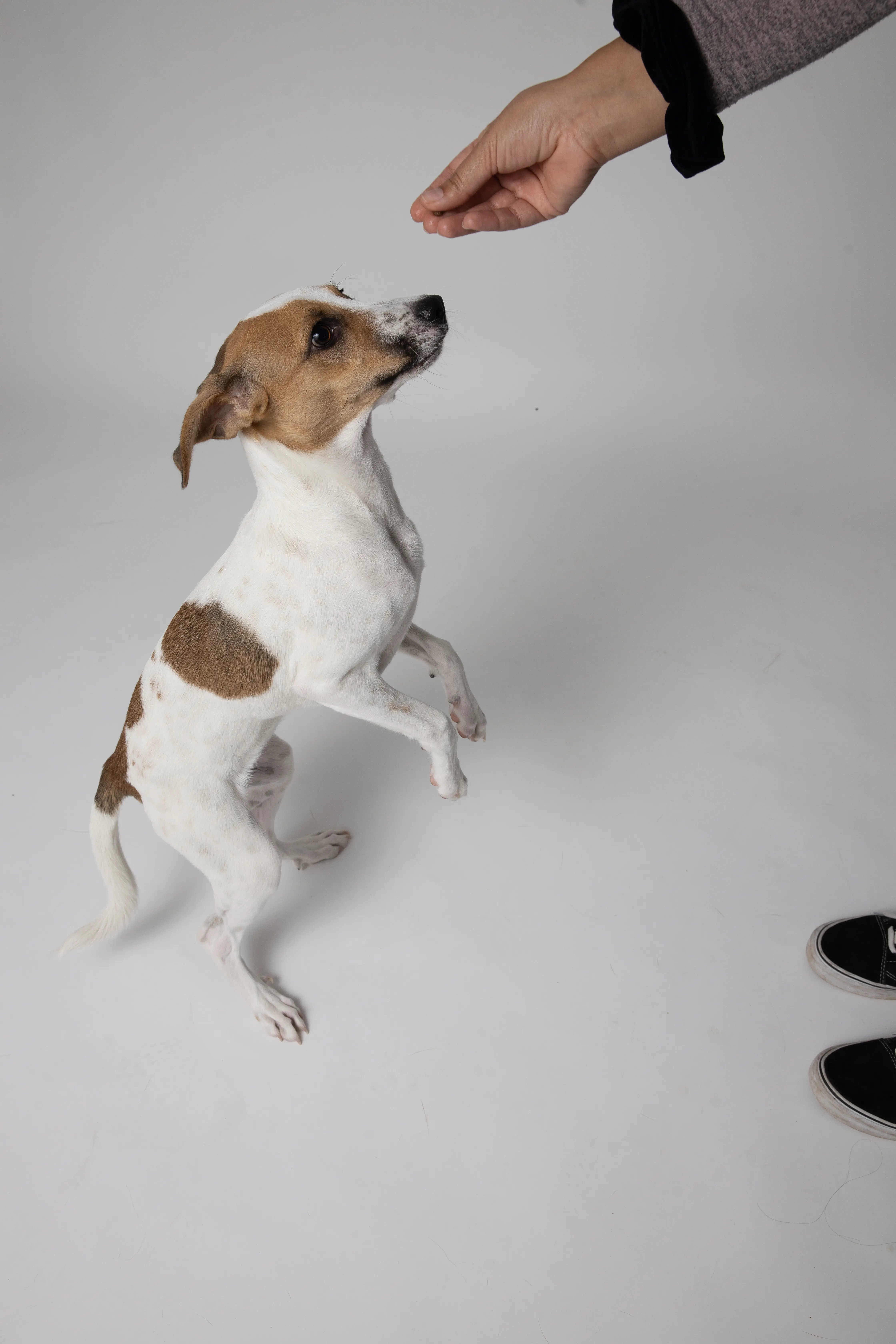 Dog standing up for a treat